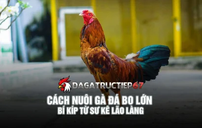 Cách nuôi gà đá bo lớn - Bí kíp từ sư kê lão làng