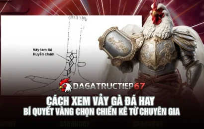 Cách xem vảy gà đá hay - Bí quyết vàng chọn chiến kê từ chuyên gia