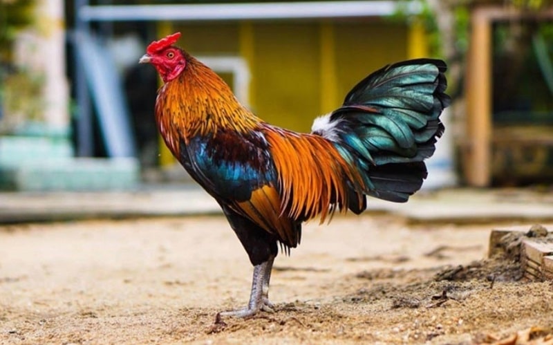 Khi thấy chiến kê chán ăn, lười vận động cho thấy gà của anh em đã mắc bệnh