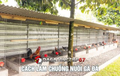 Hướng dẫn cách làm chuồng nuôi gà đá từ sư kê Đá Gà