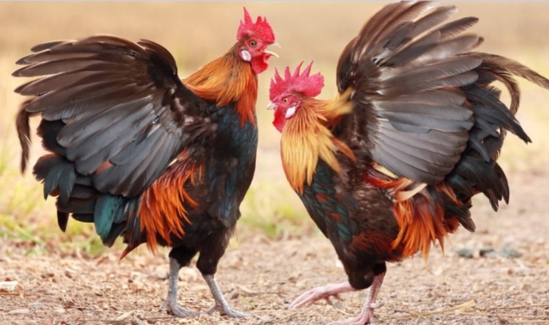 Nuôi nhốt gà ở khu vực có bóng râm, thoáng mát giúp chúng không bị sốc nhiệt