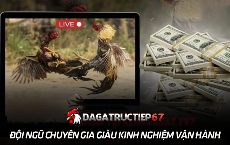 Đội ngũ chuyên gia tại trang đá gà trực tiếp giàu kinh nghiệm vận hành