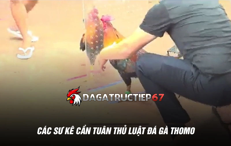 Các sư kê cần tuân thủ luật đá gà Thomo