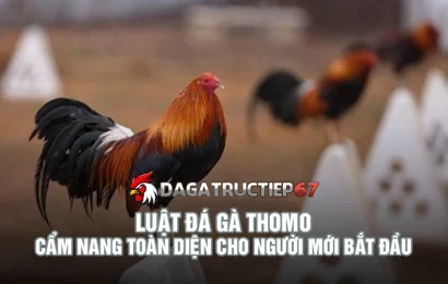 Luật đá gà Thomo - Cẩm nang toàn diện cho người mới bắt đầu