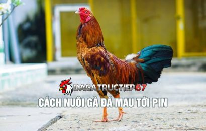Cách nuôi gà đá mau tới pin của sư kê Đá Gà Trực Tiếp