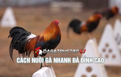 Sư kê chia sẻ cách nuôi gà nhanh đá khỏe mạnh, săn chắc