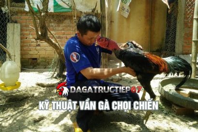 Cao thủ chia sẻ cách vần gà chọi chiến đúng kỹ thuật